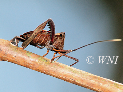 Acanthocephala latipes (Coreidae, Heteroptera, Hemiptera)